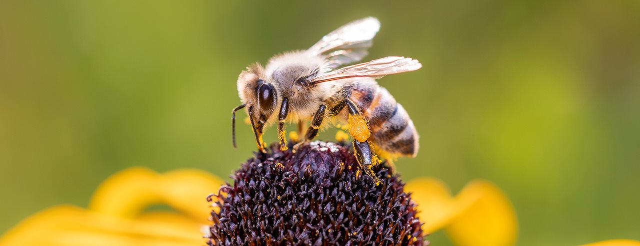 Izumiranje insekata: uz ovih deset saveta pomoći ćemo pčelama i drugim insektima