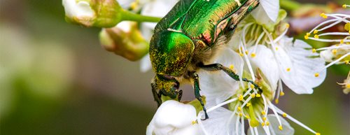 Insekti: Prava čudesna bića sa šest nogu 