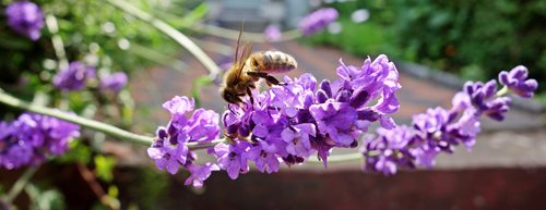 Balkon sa domaćim biljkama, vodom i skloništima za insekte 