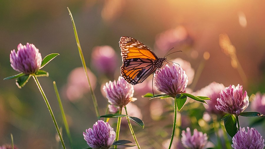 active beauty - časopis za zdravlje i lepotu